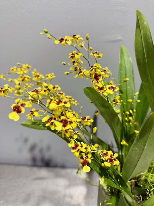 A Yellow mini oncidium plant