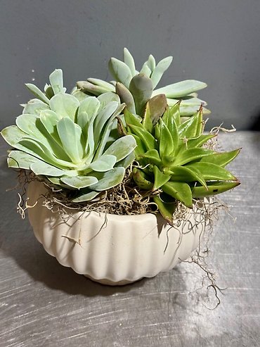 Chic Pedestal Succulent Arrangement