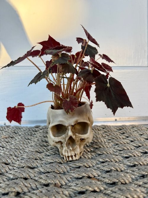 Spooky Skull Begonia