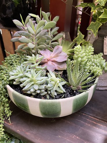 Retro Succulent Planter