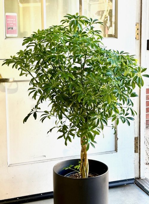 Schefflera Topiary in Black Ceramic