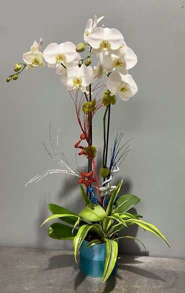 Star-Spangled Orchid