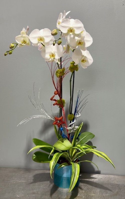 Star-Spangled Orchid