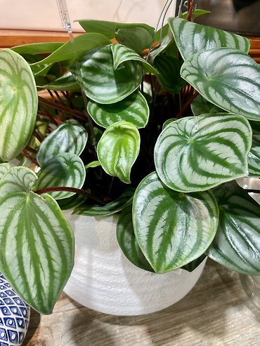 Watermelon Peperomia