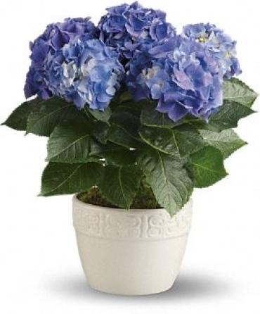 Hydrangea Plant