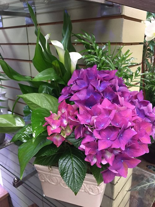Garden Blooming Plants