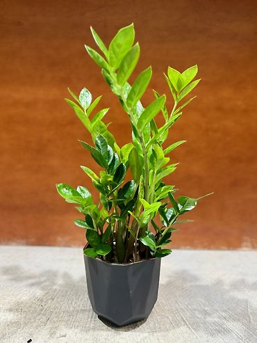ZZ planter