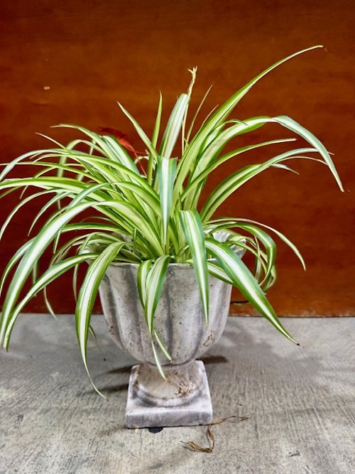 Spider Plant